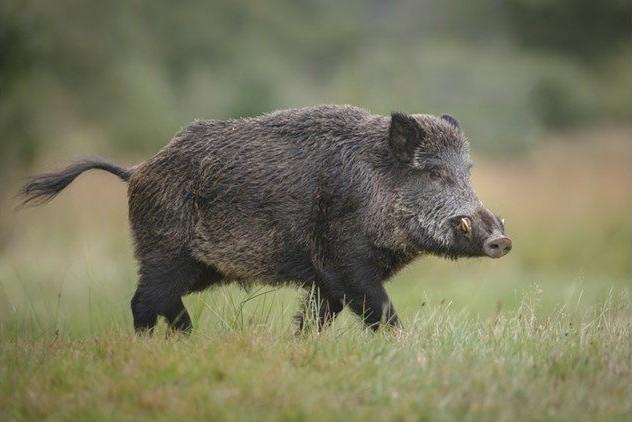 California Pig Hunting Club